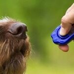 La mthode d'ducation du clicker training sur les animaux