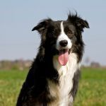 Top 10 des races de chiens faciles à éduquer pour tous les maîtres