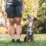 Travailler avec les chiens : quels métiers existent ?
