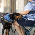 5 métiers du chien : sauveteur, guide, berger, policier et assistance