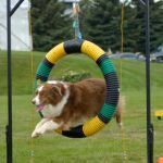Quel matériel pour agility chien choisir pour son terrain ?