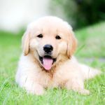 Adoption canine : tout savoir sur la règle des 3 (3-3-3)