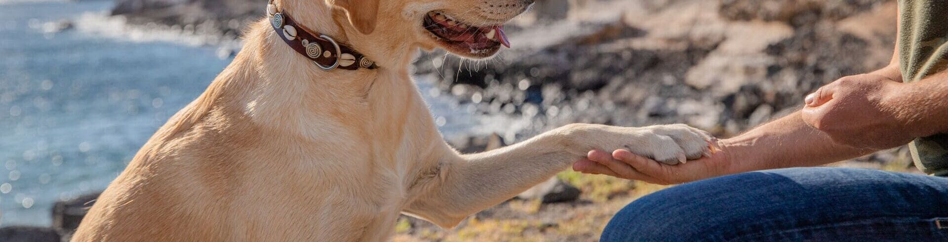 dresseur de chien