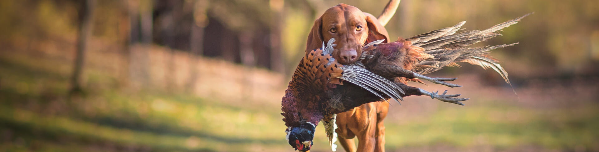 dresseur de chien de chasse