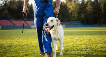 dresseur de chiens
