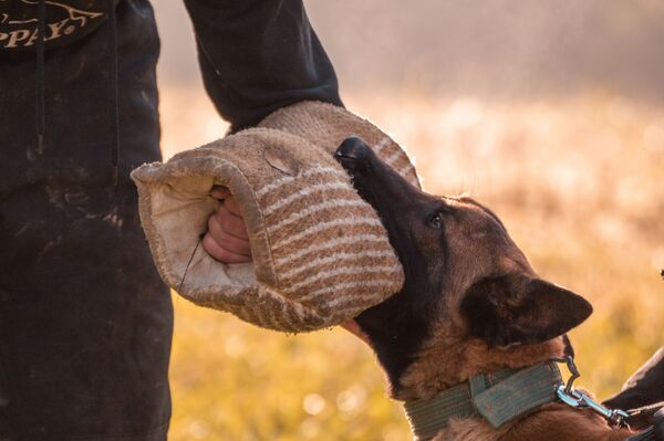 dresseur chien policier