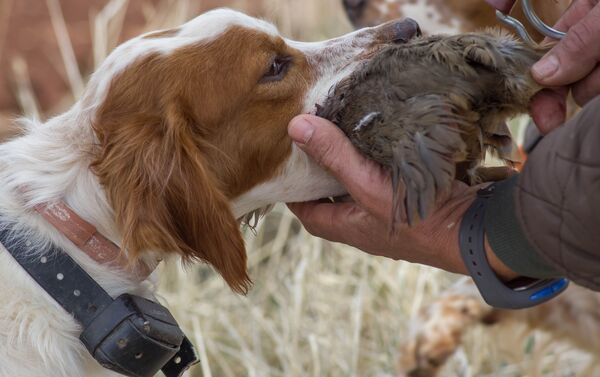 dresseur chien de chasse