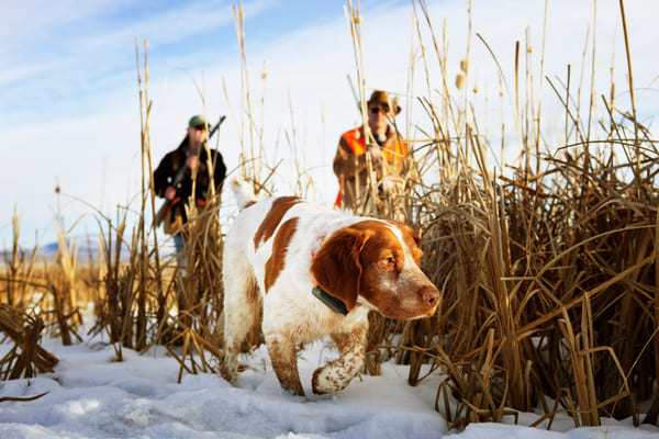 chien de chasse