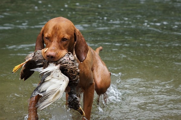 chien de chasse au rapport