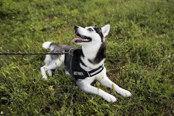 chien avec harnais