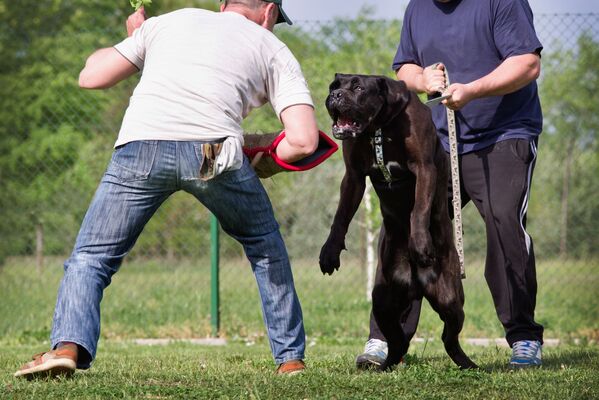 formation chien catgorie