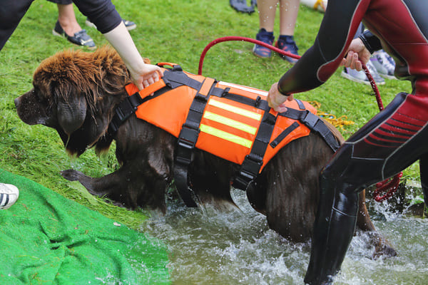 chien sauveteur aquatique