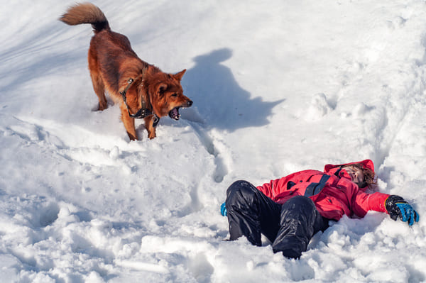 maitre chien avalanche