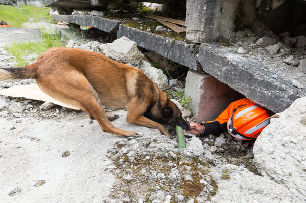 chien recherche et sauvetage