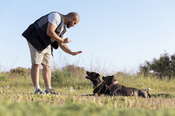 formation moniteur canin